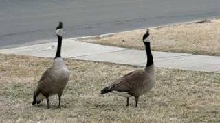 Canada Geese Honking amp Flying Off [upl. by Prosper373]