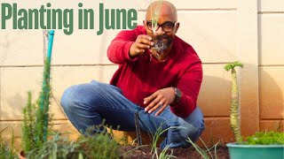 June Edition Winter Garden Progress and Monthly Planting  South African Garden [upl. by Lowis188]