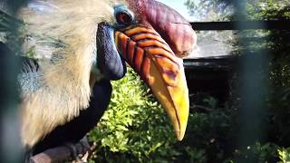 Vogelpark Walsrode 2019 Teil 2 fHD [upl. by Minton]