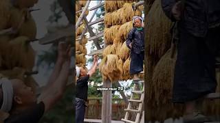 Chinas Amazing way to cultivate paddy [upl. by Ahsen]