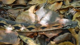 Madagascan Ground Boa acrantophis madagascariensis [upl. by Norga]