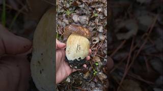 🍄‍🟫 Boletus Provincia de Málaga 2024 boletus boletusaereo funghi hongo seta amanita [upl. by Enelegna]