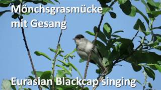 Mönchsgrasmücke mit Gesang  Eurasian Blackcap singing Sylvia atricapilla [upl. by Cherrita]