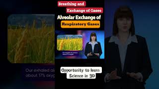 Breathing and exchange of gases  Class 11th  Biology ncert neet cbse [upl. by Yemirej]