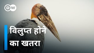 सारस सेना  हरगिला के लिए महिलाओं का संघर्ष The Stork Army  DW Documentary हिन्दी [upl. by Alad]