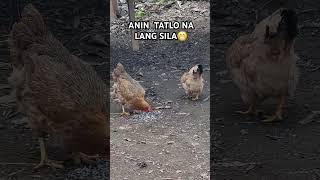 Alagang Manok Ni Bunini  Nalunod Pa Mga Itlog Dahil Kay Pepito [upl. by Atelokin]