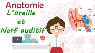 Anatomie  L’oreille et le nerf auditif  laudition  cours de 2 ème année médecine [upl. by Olenolin]