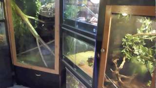 Reptile Room Showing off the New Cages [upl. by Artemus817]