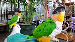 Caique parrot time [upl. by Maurili]