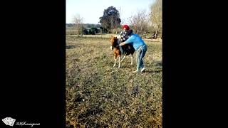 INCREÍBLE JINETEADA DE UN NIÑO EN SU PETISO [upl. by Chuu]