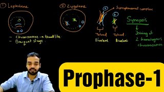 Prophase1 Leptotene Zygotene Pachytene Diplotene amp Diakinesis prophase celldivision [upl. by Faubion]