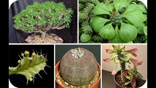 Vamos a ver y conocer nombres 25 tipos de Euphorbias [upl. by Demaggio]