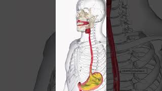 Acid Reflux  Modern Medicine shorts health [upl. by Lydia]