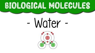 A Level Biology quotWaterquot [upl. by Elleraj]