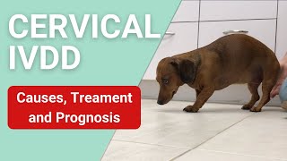 Symptoms of Cervical IVDD in Dogs [upl. by Nima260]