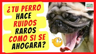 ❤️ ¿PORQUE MI PERRO HACE RUIDOS RAROS COMO SI SE AHOGARA Y NO RESPIRA BIEN ❤️ COLAPSO TRAQUEAL [upl. by Presley925]