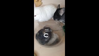 Chinchillas bathing in dust [upl. by Aisyram335]