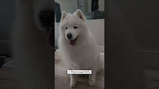 And there are many more ☁️🐾samoyed bestdoggo fluffycloud cute samoyeds fluffydoggo dogs pets [upl. by Odnomar]