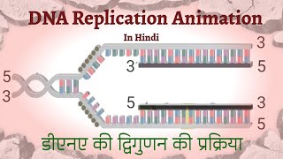 DNA Replication Animation DNA Replication Process In Hindi डीएनए की द्विगुणन की प्रक्रिया। [upl. by Allister518]