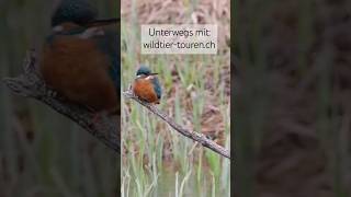 Eisvögel in Paarungslaune ❤️ shortvideo shorts kingfisher eisvogel birds wildlife bern [upl. by Alleynad]