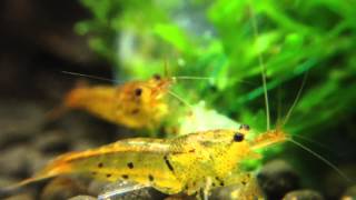 Caridina serrata  Tangerine Tiger Shrimp [upl. by Toinette162]