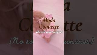 Moda Coquette ¡No solo para humanos coquette shorts perros [upl. by Ellevart215]