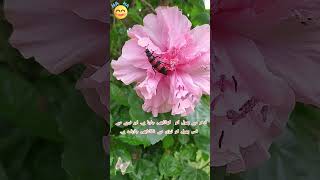 🐛🦗🦋 Insects Eating Flowers Like Crazy 🐝🌺shorts gardening [upl. by Norean889]