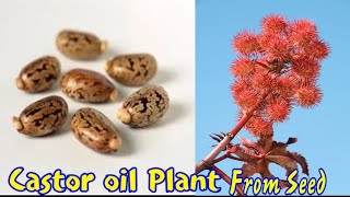 How To Grow Castor Oil Plant From Seed  Ricinus  Ariend  Beauty With Gardening [upl. by Marguerie]