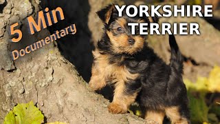 Yorkshire Terrier  5 Minute Documentary [upl. by Remington709]