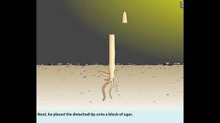 FW Went experiment isolating Auxins from coleoptile tips [upl. by Stead100]