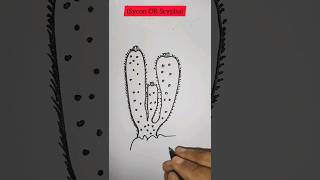 how to draw SyconScypha diagram easy stepshorts diagram viral drawing dailylearn [upl. by Auhsohey281]