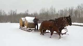 A BIG DAY FOR BARON  Draft Horse Training with our Suffolk Punch Stallion 433 [upl. by Arde]