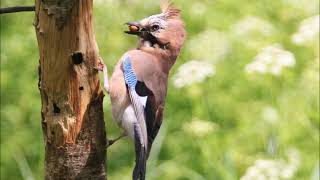 Reclamo de ARRENDAJO COMÚN Garrulus glandarius 1 [upl. by Ennoitna]