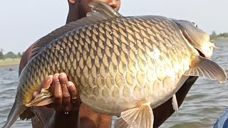 cyprinus fish catching with hand fishing [upl. by Acirej]