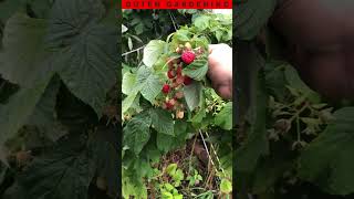 A GREAT Reason to Grow Fall Bearing Raspberries [upl. by Rizzi]