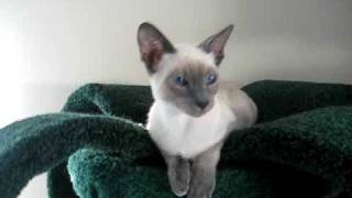 The cutest Siamese cat in the world [upl. by Rebmit]