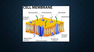 Plasmalogens and healthy cell membranes [upl. by Allemaj5]