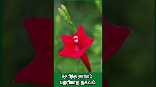 மன அமைதியை தரும் தாவரம்   Plants have special benefits plants benefits garden homegarden [upl. by Garreth837]