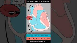 Pathway of Blood Through the Heart  Amoeba Sisters Shorts biology circulatorysystem [upl. by Ihcur365]