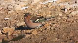 Common Chaffinch Fringuello Fringilla coelebs [upl. by Georgianna438]