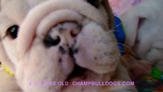 Cutest bulldog puppies kissing  IN LOVE  ChampBulldogs [upl. by Asreht]