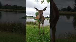 Red Deer Hind eating Willow Leaves shorts shortsvideo [upl. by Nosrettap]