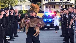 Dying K9 Officer With Liver Cancer Gets Final Salute By Police Department [upl. by Burman]