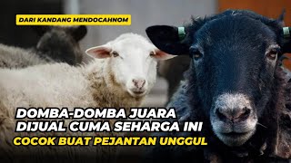 Review Harga Domba Juara Dijual Murah  AGROTV9 [upl. by Attegroeg502]