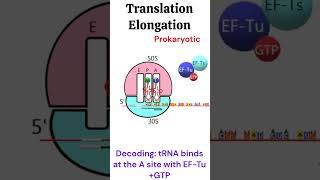 Prokaryotic Translation Elongation Protein synthesis animation biology [upl. by Obidiah]