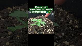 Warum Wassertropfen von Blatt entfernen💧🥦grow tips brokkoli plants indoor gardening gießen [upl. by Ozzie225]