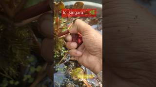 harvesting waterchestnut garden gardening gardentips shortvideo amittisgarden youtubeshorts [upl. by Ideih179]