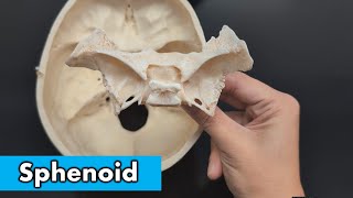 Sphenoid Bone [upl. by Yong]