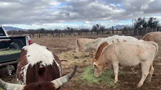 Counting the Charolais Longhorn Cross Heifers [upl. by Enohpesrep]