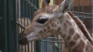 Giraffengeburt im Magdeburger Zoo [upl. by Bellaude]